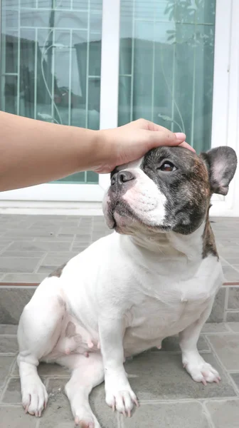 Tateando um cão — Fotografia de Stock