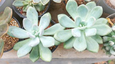 kaktüs saksı veya Echeveria subsessilis