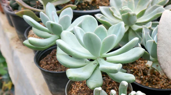 Echeveria subsessilis kaktüs veya meşale Thistle 