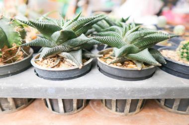 Haworthia limifolia kaktüs saksının içinde