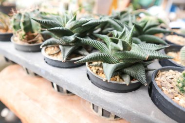 Haworthia limifolia kaktüs saksının içinde