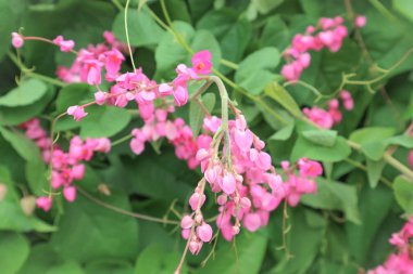 Antigonon leptopus veya mercan asma