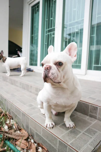 Seduto bulldog francese o cane ignaro — Foto Stock