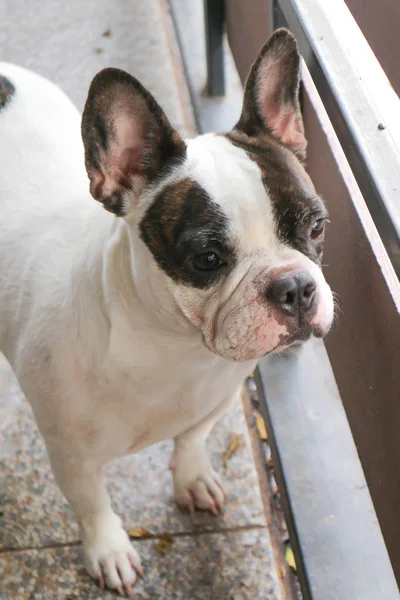 Cane da attesa o bulldog francese — Foto Stock