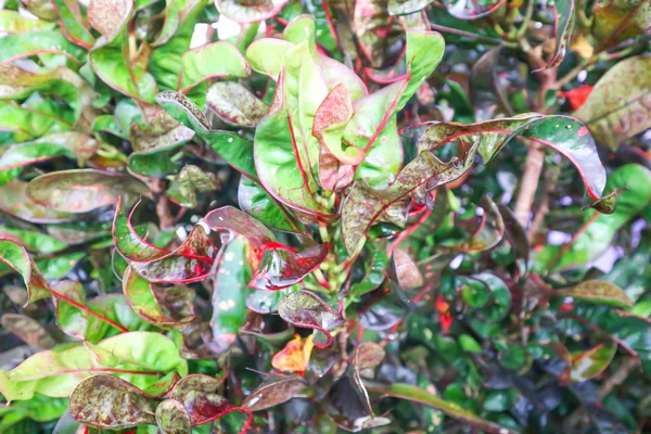 Garden croton or codiaeum variegatum — Stock Photo, Image