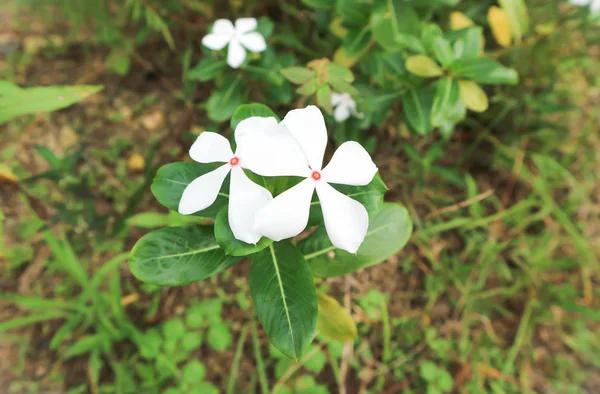 Мадагаскарська квітка або стара покоївка (катарантус троянда ) — стокове фото