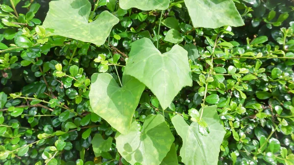 Coccinia-grandis vagy borostyán Gourdban — Stock Fotó