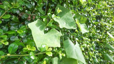 Coccinia grandis veya Ivy Gourd