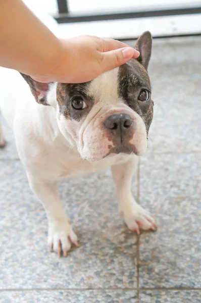 Palpeggiare o armeggiare un cane — Foto Stock