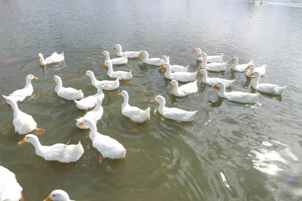 Enten oder Badeenten — Stockfoto