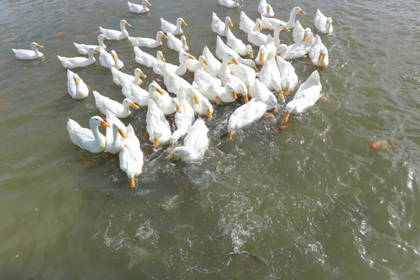 Plavání kachny, řeka — Stock fotografie