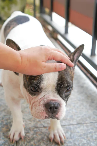 Groping or fumbling a dog — Stock Photo, Image