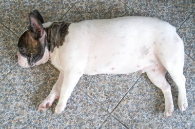 Uykulu köpek yerde.