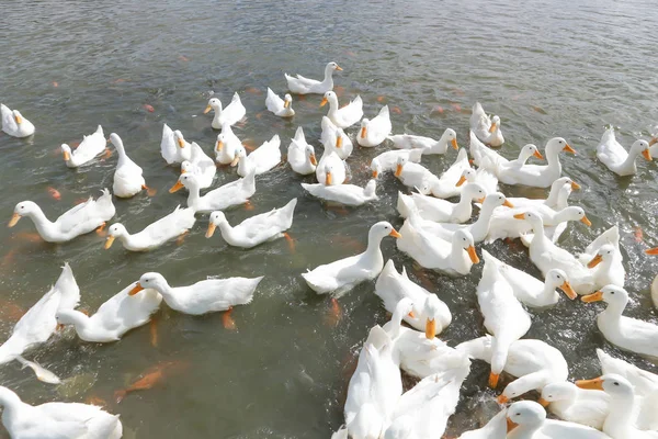 Zwemmen eenden of eend — Stockfoto