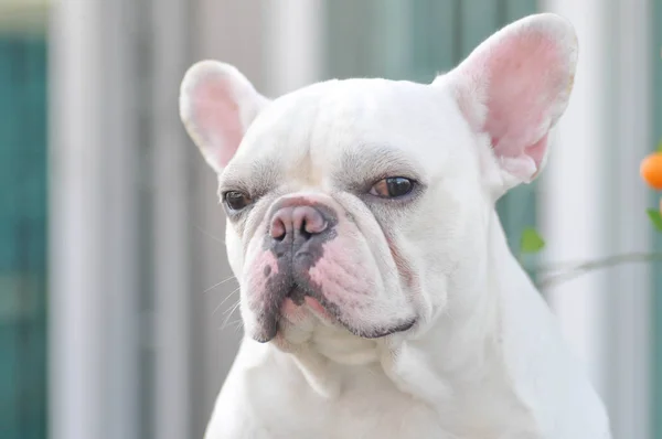 Blanco perro toro francés —  Fotos de Stock