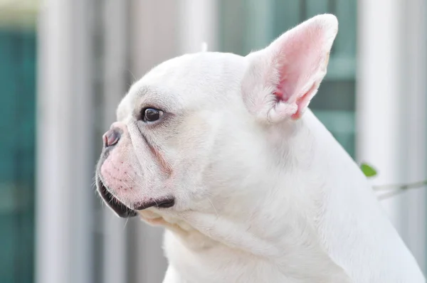 Witte Franse bulldog — Stockfoto