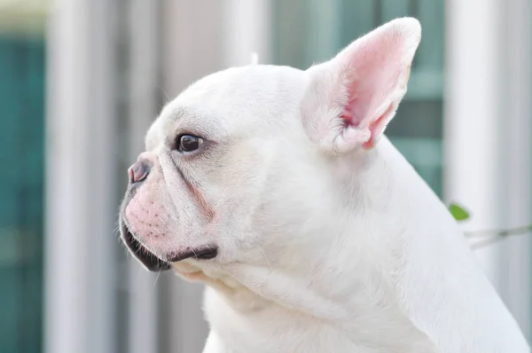 Bulldog francés blanco —  Fotos de Stock