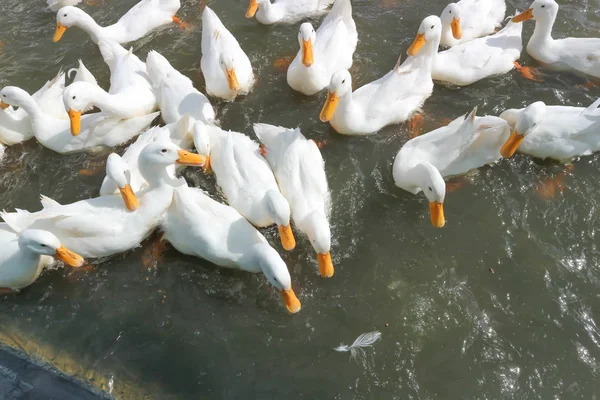 Plavání kachny, kachní — Stock fotografie