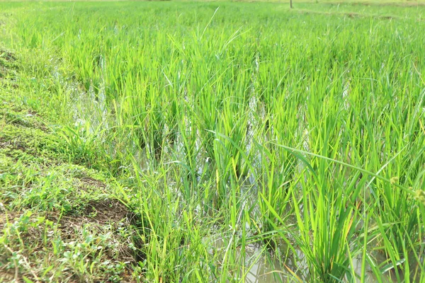 Paddy field or rice field — Stock Photo, Image