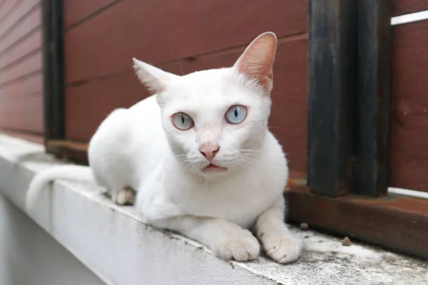 Gato branco ou gato tailandês — Fotografia de Stock