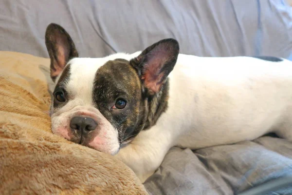 Französischer Bulldog auf dem Sofa — Stockfoto