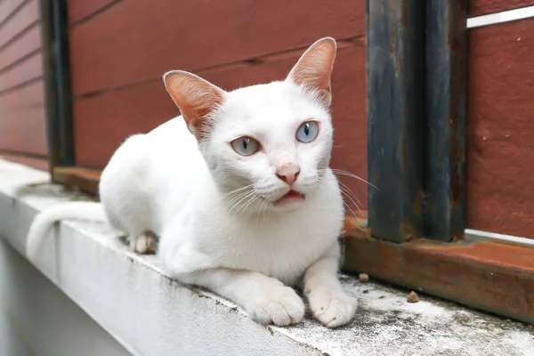 Gato branco ou gato tailandês — Fotografia de Stock