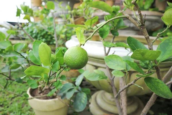 Лимонне дерево або вапно — стокове фото