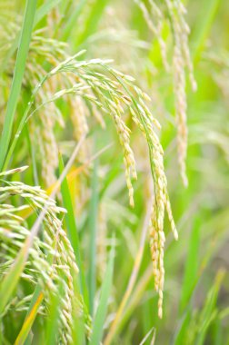 pirinç bitki veya pirinç alan