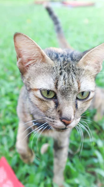 ぼかし背景の猫 — ストック写真