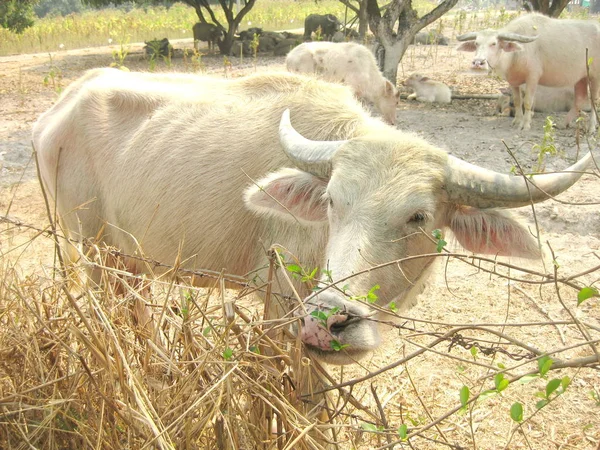 Stary buffalo — Zdjęcie stockowe