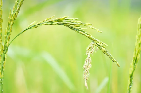 rice plant or rice field