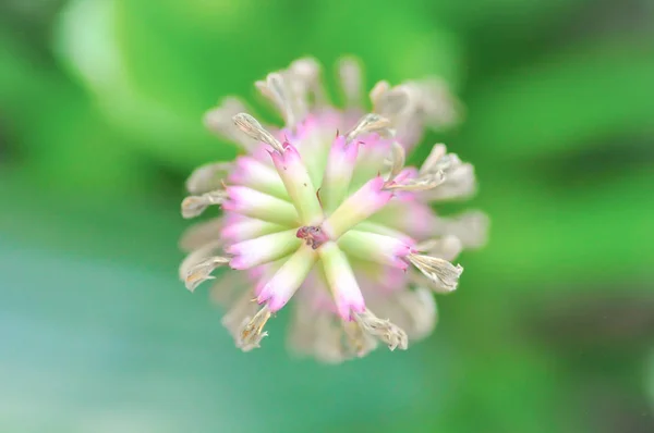Vertegenwoordiger van de bromeliafamilie bloem of Aechmea fasciata — Stockfoto