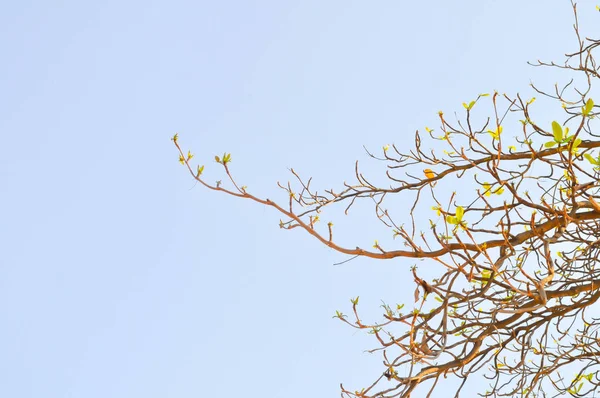 Terminalia catappa, cielo — Foto de Stock