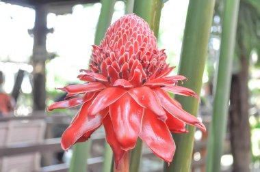 etlingera elatior çiçek