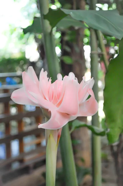 Квітка etlingera elatior — стокове фото