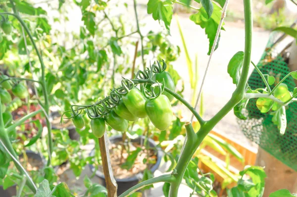 Eggplant plant in the flowerpot — Stock Photo, Image