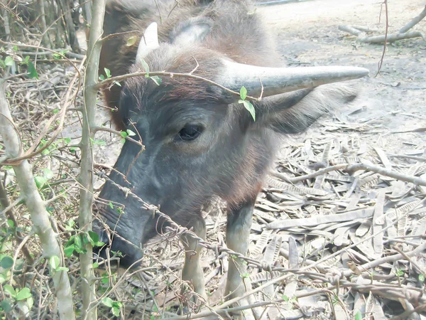 Buffalo en la granja — Foto de Stock