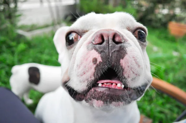 Hund eller fransk bulldog med eier – stockfoto