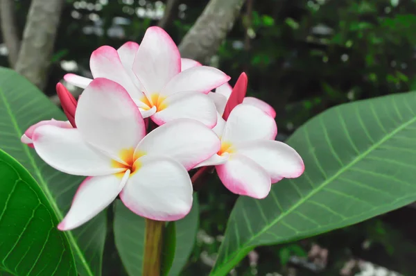 Plumeria flor o árbol de pagoda — Foto de Stock