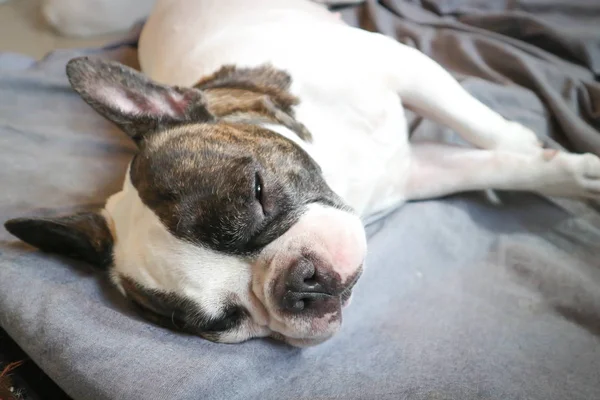 Perro dormido en la cama —  Fotos de Stock