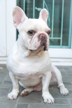 Fransız buldozer yerde