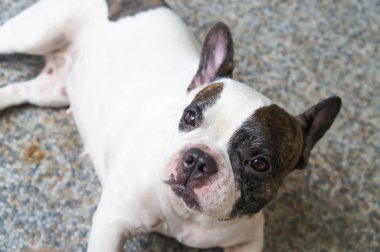  Fransız buldozer yerde