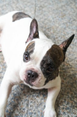 Fransız buldozer yerde