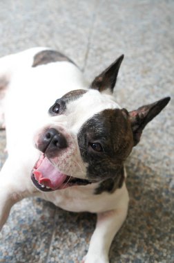 Fransız buldozer yerde