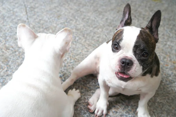 Perros o bulldog francés en el suelo — Foto de Stock