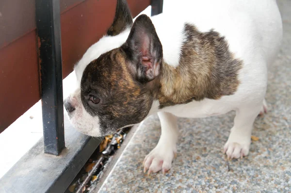 Bulldog francés cerca de la valla —  Fotos de Stock