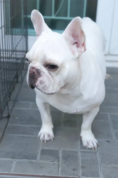 Französische Bulldogge oder ahnungsloser Hund — Stockfoto