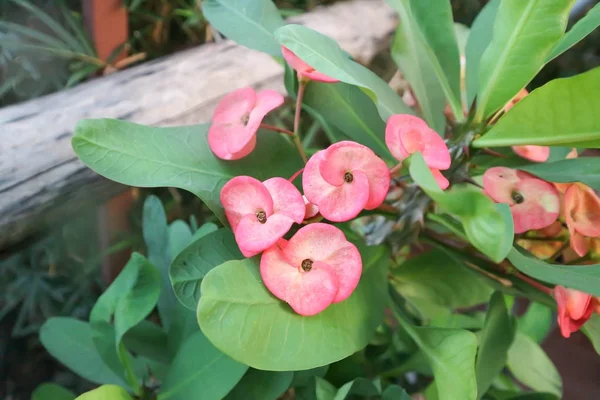 Crown of thorns or Euphorbia milli — Stock Photo, Image