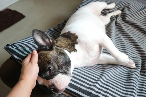 Tocar num cão — Fotografia de Stock