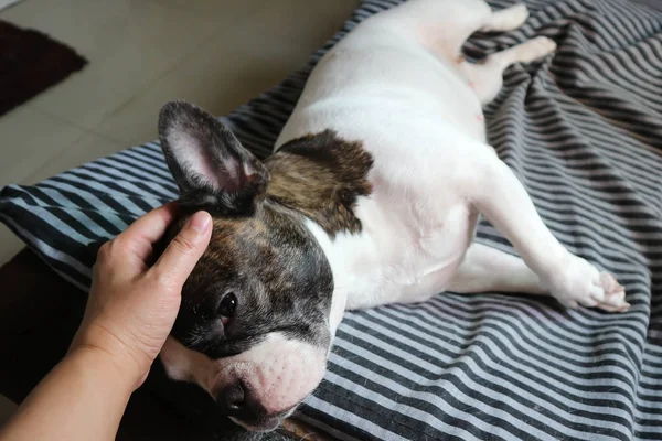 Tocar num cão ou num cão sonolento — Fotografia de Stock